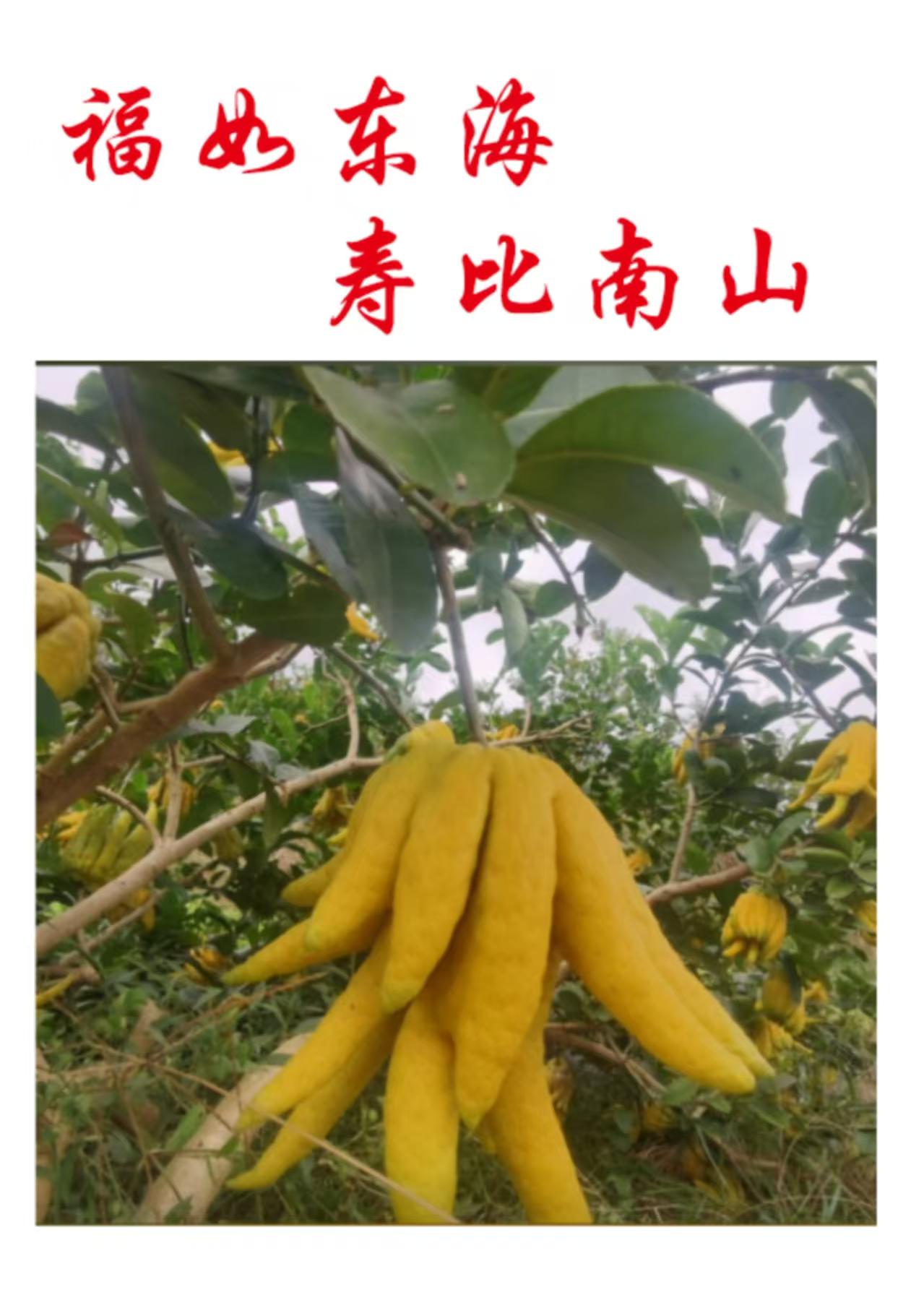 中药材佛手树认领 4000元