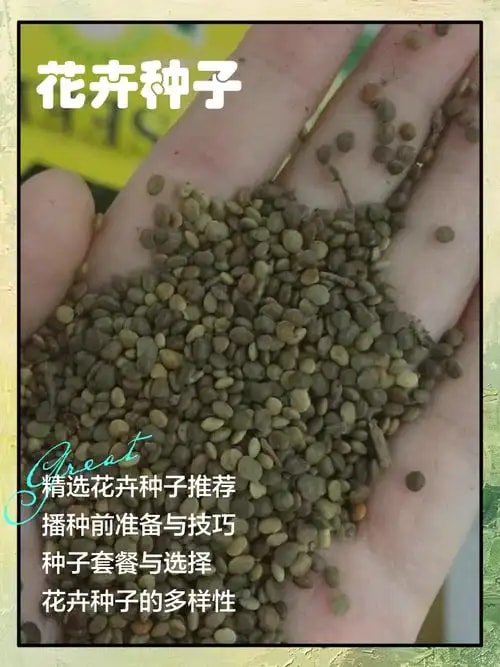 花卉种子包