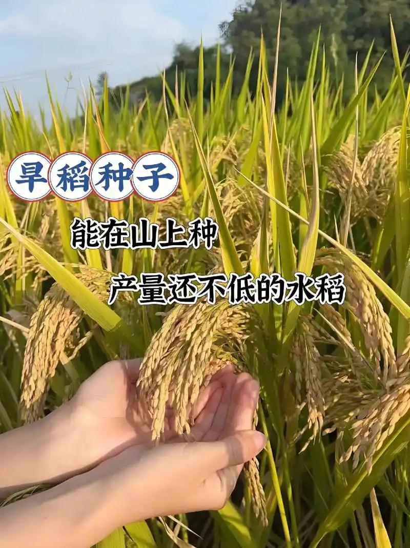 杂交水稻种子