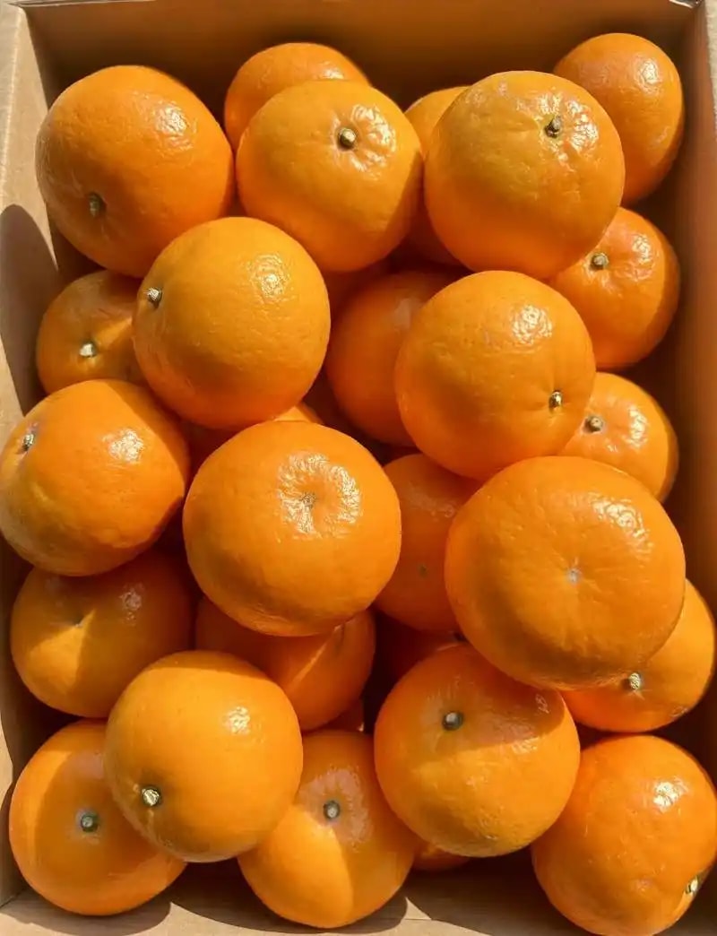 广西沃柑精品装