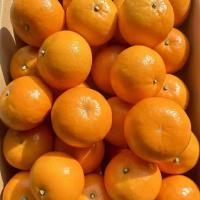 广西沃柑精品装