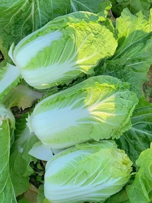 本地大白菜