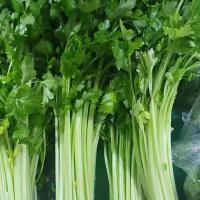 新鲜土豆