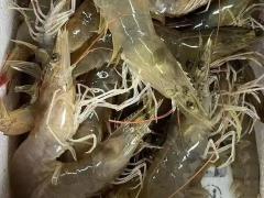 蔬菜瓜果区域代理招商
